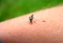 راهکارهای پیشگیری از گزش پشه آئدس